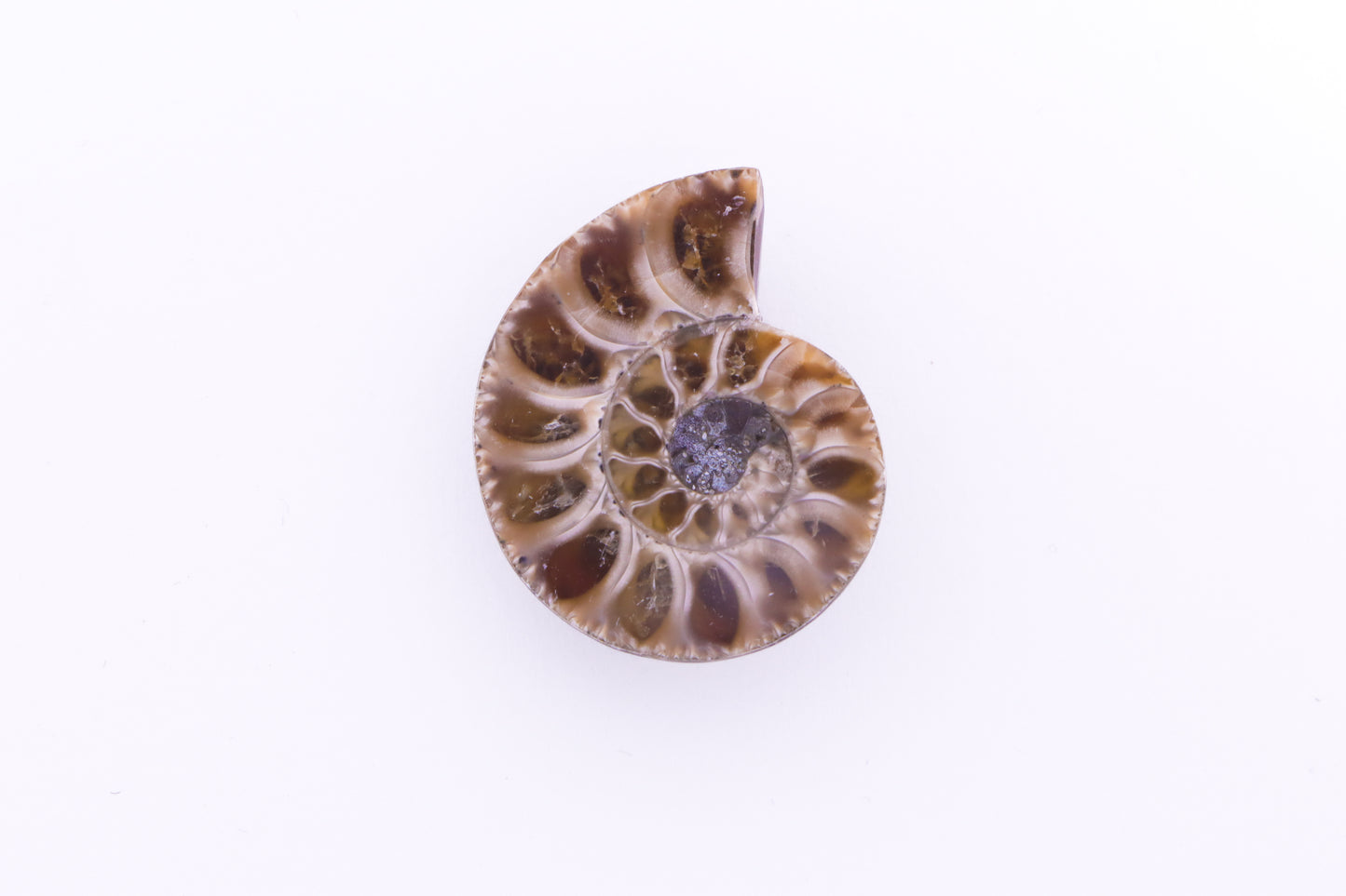 Ammonite Pendant (Made to Order)