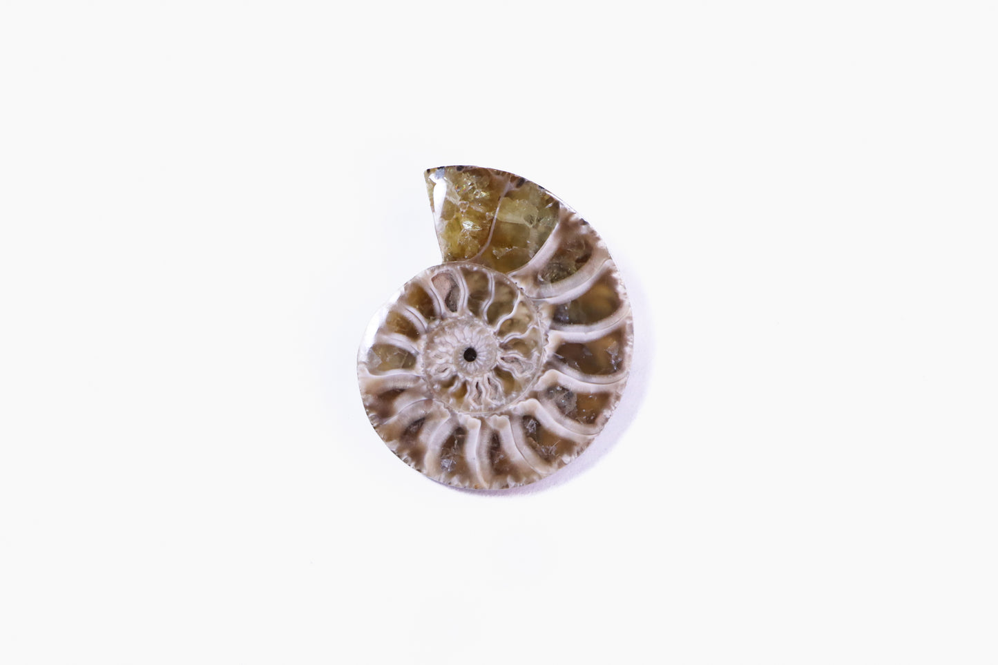 Ammonite Pendant (Made to Order)