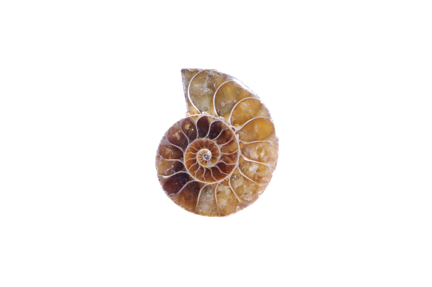 Ammonite Pendant (Made to Order)
